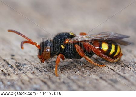 Closeup Of A Female Dusky-horned Nomad Bee, Nomada Bifasciata, A Cleptoparasite Bee On The White Bel