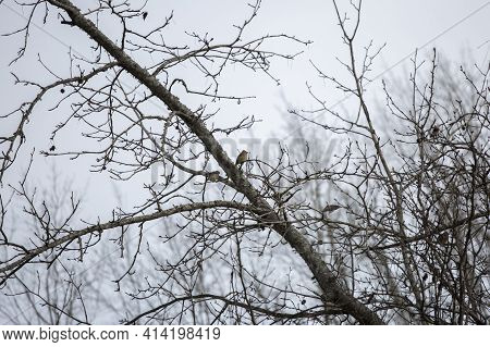 Two Cedar Waxwing Birds (bombycilla Cedrorum) In A Tree, One Just Landing On The Branch, On A Cold D