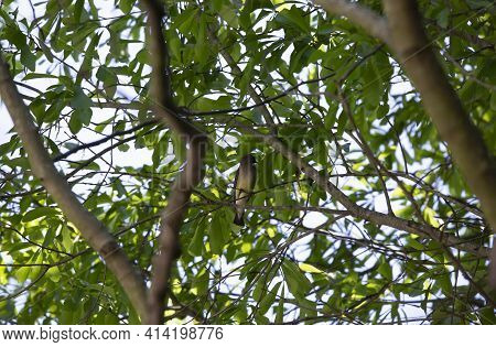 Cedar Waxwing Bird (bombycilla Cedrorum) Perched On A Branch