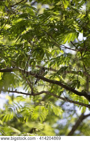 Eastern Wood Pewee (contopus Virens) Looking Around Majestically From Its Perch On A Branch
