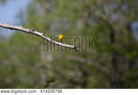 Prothonotary Warbler (protonotaria Citrea) Perched On A Tree Limb