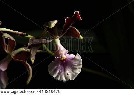 Close-up Of A Blooming Bud On A Peduncle Of An Encyclia Orchid On A Dark Background, Top View