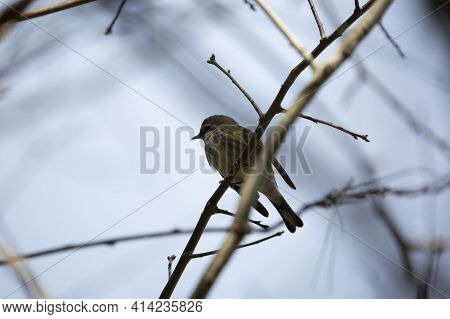 Female Yellow-rumped Warbler (setophaga Coronata) Looking Around From A Bare Limb