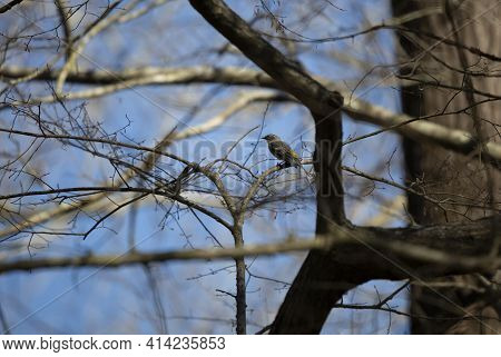Male Yellow-rumped (setophaga Coronata) Looking Around Majestically From A Branch