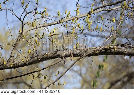 Male Yellow-rumped Warbler (setophaga Coronata) Looking Around From A Tree Branch