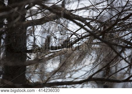 Yellow-rumped Warbler (setophaga Coronata) Landing On A Tree Limb