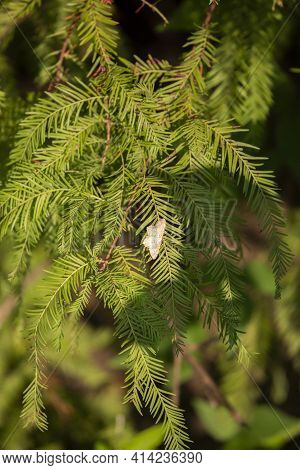 Northern White Skipper (heliopetes Ericetorum) Latched Onto The Bright Green Needles Of A Cypress Tr