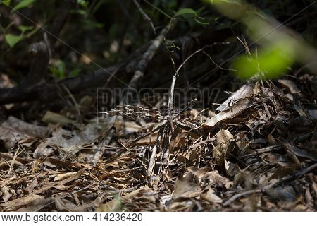 Female Common Whitetail Dragonfly (plathemis Lydia) On A Dying Twig