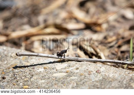 Immature Nymph Eastern Lubber Grasshopper (romalea Guttata) On A Twig On A Cement Slab