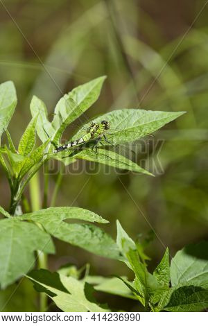Female Eastern Pondhawk (erythemis Simplicicollis) Perched On A Green Leaf