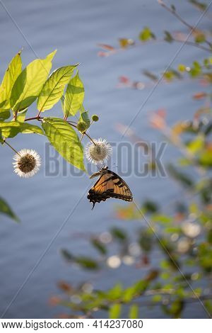Tiger Swallowtail Butterfly (papilio Glaucus) On A Buttonbush (cephalanthus Occidentalis) Flower