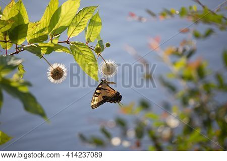 Tiger Swallowtail Butterfly (papilio Glaucus) On A Buttonbush (cephalanthus Occidentalis) Flower