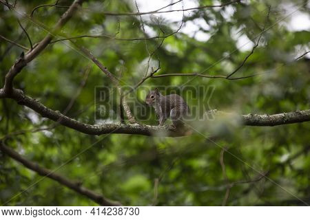 Squirrel Paused On A Tree Limb For A Short Moment Of Rest