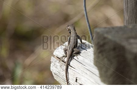 Curious Large Male Eastern Fence Lizard (sceloporus Consobrinus) Looking Out From His Spot On A Wood