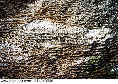 Travertine Terraces, Mammoth Hot Springs In Yellowstone