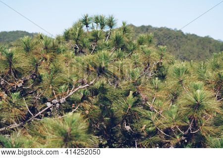 Panorama Birds Eye View Of Treetop. Evergreen Coniferous Pine Tree, Clusters Of Long Needle Shaped L