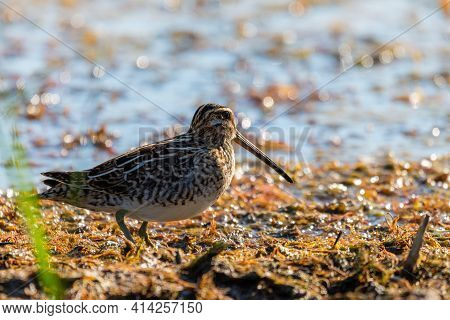 Snipe In Swamp. Birds In Wild Nature And Habitat.