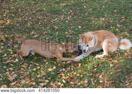 Cute American Pit Bull Terrier Puppy And Akita Inu Puppy Are Playing In The Autumn Park. Pet Animals