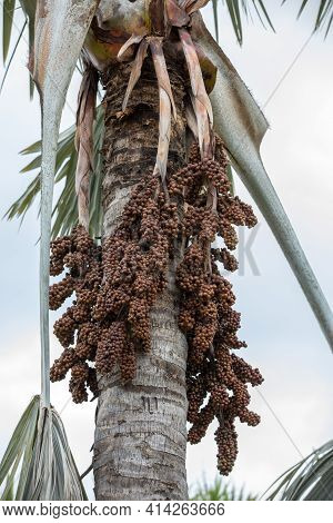 Seed Head Of Bangalow Palm, Archontophoenix Cunninghamiana