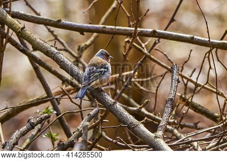 The Fringilla (fringilla Coelebs) Is A Small (14-18 Cm) Migratory Bird In The Fringillidae Family.