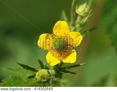 Yellow Flower Of Yellow Avens, Wild Plant, Geum Aleppicum