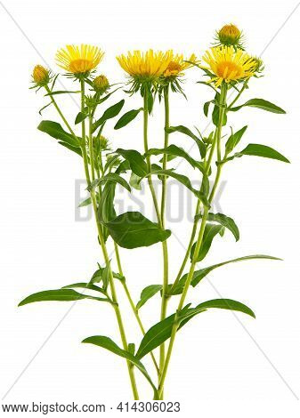 Yellow Flower Of Meadow Fleabane Or British Yellowhead Isolated On White, Inula Britannica