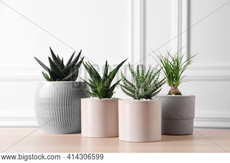 Beautiful Haworthia, Aloe And Nolina In Pots On Wooden Table. Different House Plants