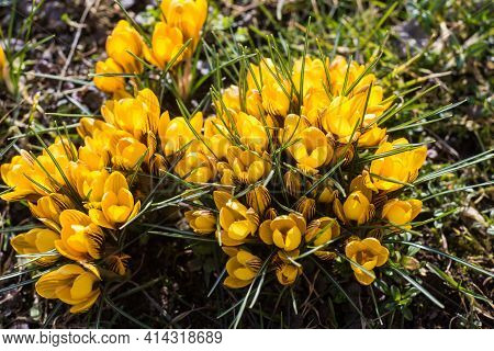 Beautiful Spring Background With Close-up Of A Group Of Blooming Yellow Crocus Flowers On A Meadow: 