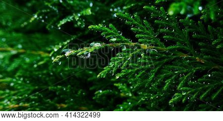 Close up selective focus of coniferous thuja branch covered with water drops after rain on blurry trees background,cloudy spring or summer day.Horizontal natural banner,copy space,green color shades