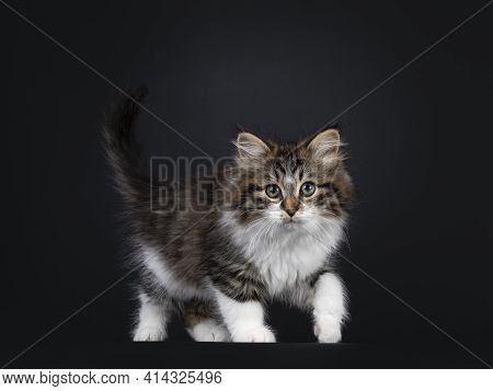 Cute Black Tabby With White Siberian Cat Kitten, Walking Side Ways. Looking Towards Camera. Isolated