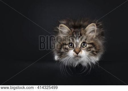 Cute Black Tabby With White Siberian Cat Kitten, Laying Down With Head Down Over Edge. Looking Towar