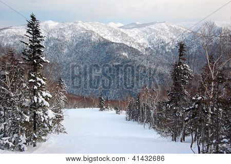 Winter Forest Hills