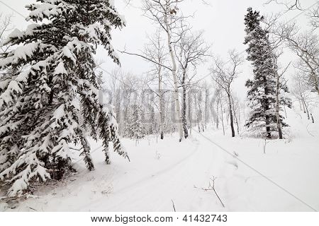ユーコン準州 T カナダの雪に覆われたバックカントリー ウィンター ・ トレイル