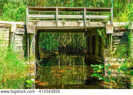 Forest Swamp Land In Okefenokee Swamp Park, Southern Georgia