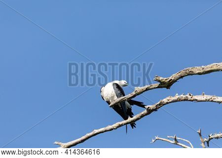 Preening Swallow Tailed Kite Elanoides Forficatus Bird Of Prey Perches On A Branch