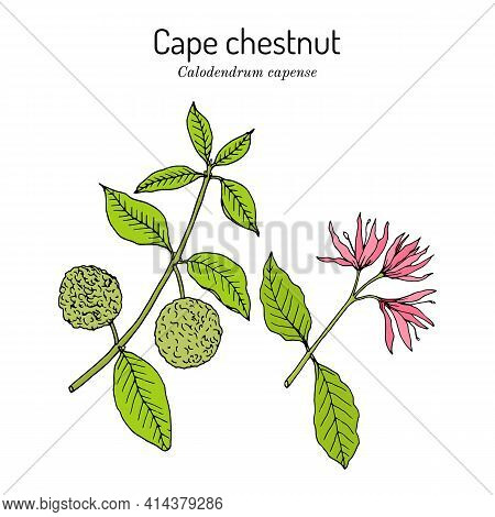 Cape Chestnut Calodendrum Capense , Medicinal Plant. Hand Drawn Botanical Vector Illustration