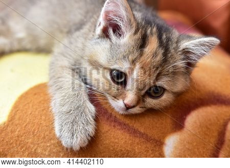 Small Kitten Of The British Chinchilla Breed. Little Baby Cat Playing. Family Cats And Domestic Kitt