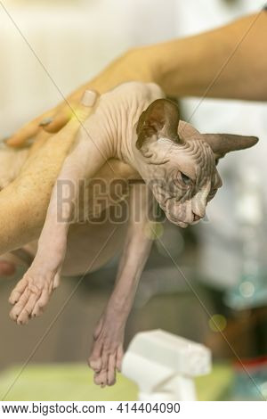 Top Photo Of A Domestic Cat Without Fur. Bald Sphynx Cat Bites The Hand, The Cat Plays. Young Bald S