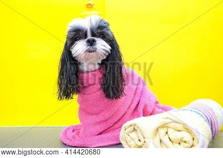 A Dog In A Grooming Salon; Dog After Shower, Wrapped In A Towel. Pet Gets Beauty Treatments In A Dog
