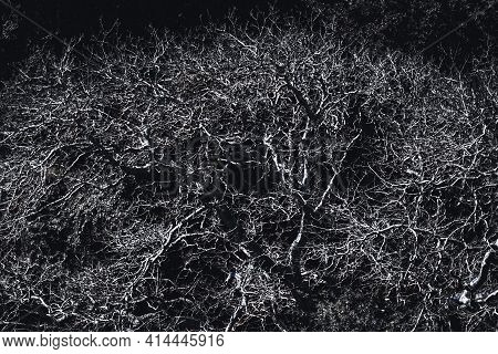 A Contrast Shot Of A Huge Treetop And The Crown With Numerous Branches; A Bare Tree Outdoors On A Su