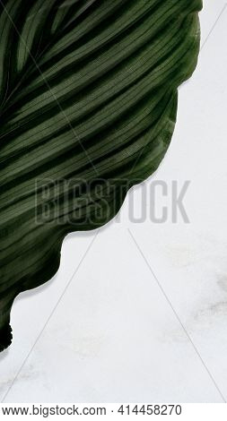 Calathea Orbifolia Leaf On Texture Background High Quality