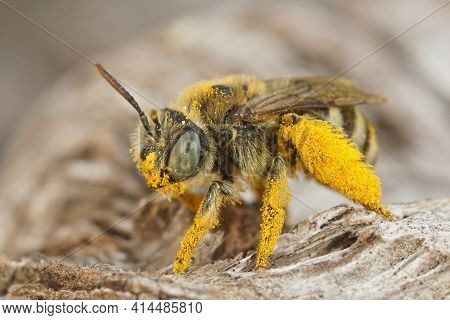 Closeup On A Pollen Loaded Female Blue Eyed Solitary Bee , Tetraloniella Alticincta In Gard, France