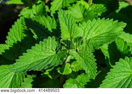 Summer Garden. Medicinal Herb Lemon Mint Or Bergamot Mint (latin: Mentha Citrata) Close Up.
