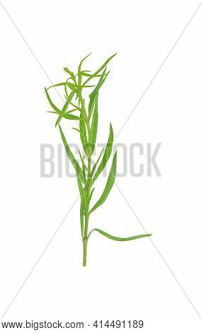 Taragon An Isolated On A White Background