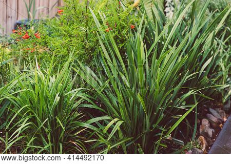Idyllic Sunny Backyard With Lots Of Tropical Plants And Dianella Grasses