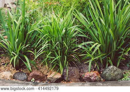 Idyllic Sunny Backyard With Lots Of Tropical Plants And Dianella Grasses