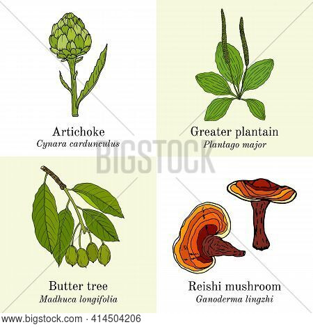Set Of Edible And Medicinal Plants. Hand Drawn Botanical Vector Illustration