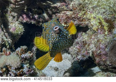 Box Fish (ostracion Cubicus) Color Is Yellow-olive With Light Spots.  Underwater Photography.