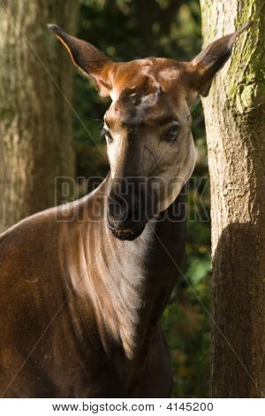 Okapi