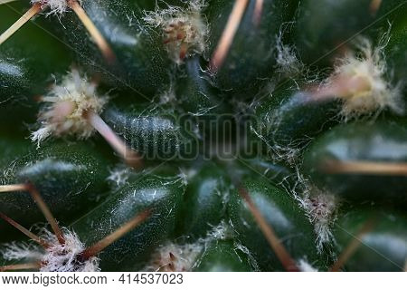 Beautiful Macro View Of Cactus (cactaceae) Spines, Glochids And Areole Of Room Pant On Windowsill, D